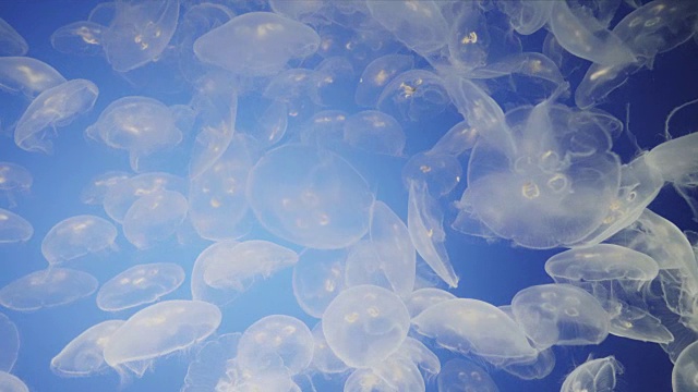 巨大的透明水母轻轻漂浮在水族缸中视频素材