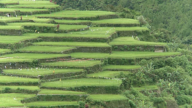 菲律宾科迪勒拉山脉的梯田视频素材