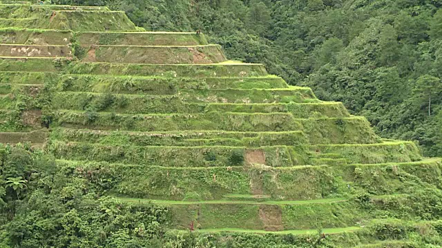 菲律宾水稻梯田视频素材