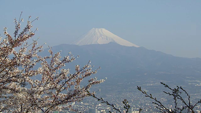 日本的樱花和子弹头列车视频素材