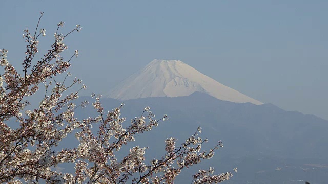 日本的樱花和子弹头列车视频素材