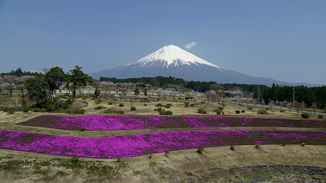 日本富士山和苔藓夹竹桃视频素材