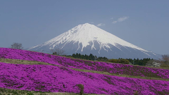 日本富士山和苔藓夹竹桃视频素材