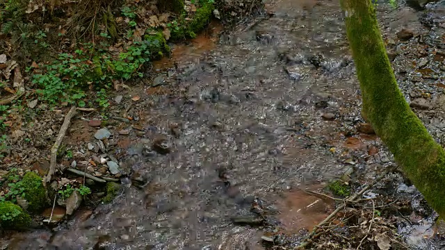 春天森林里的小溪视频素材