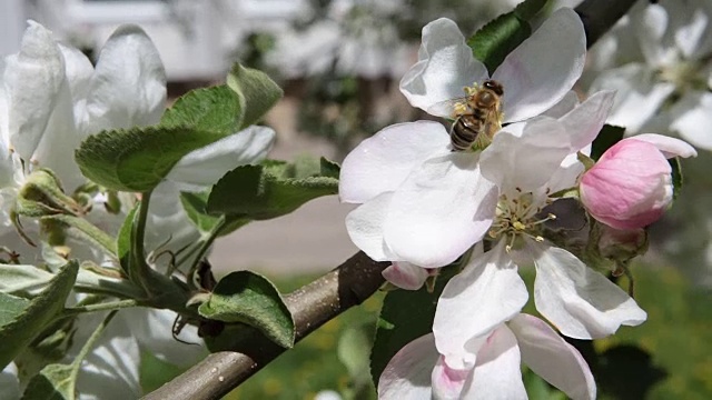 蜜蜂给苹果树的花授粉。视频素材