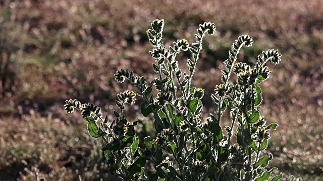 Bristly Fiddleneck, Amsinkia tessellata，约书亚树国家公园视频素材