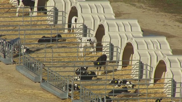 美国威斯康辛州哥伦比亚县校园奶牛研究中心的WS AERIAL POV牛在小牛窝外休息视频素材