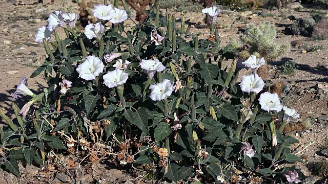 曼陀罗属曼陀罗属植物，与蜜蜂，约书亚树国家公园视频素材