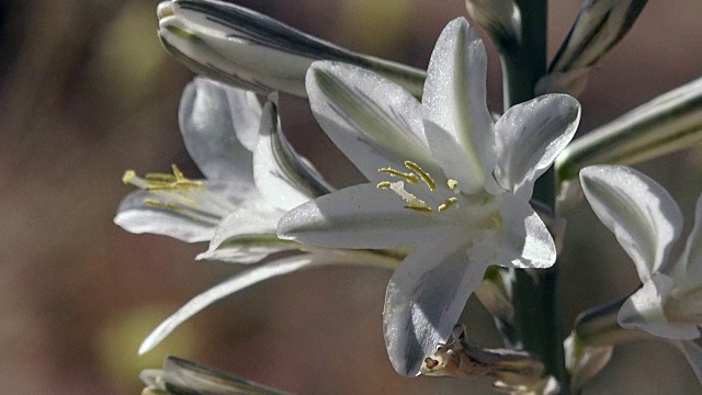 沙漠百合，波状花，约书亚树国家公园视频素材