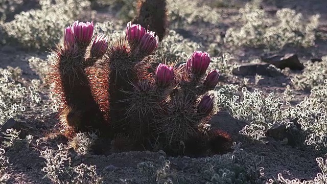 恩格尔曼的刺猬仙人掌，Echinocereus engelmannii，背光，约书亚树国家公园视频素材