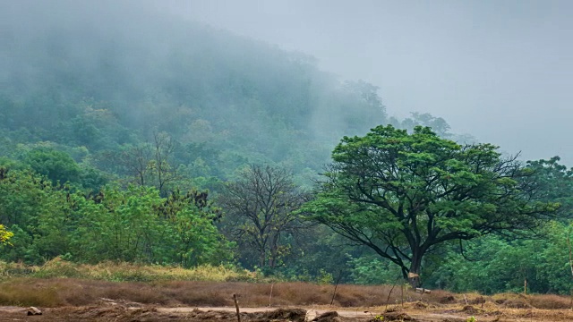 美丽的瞬间移动雾在早上在雨林的山，时间流逝视频视频素材