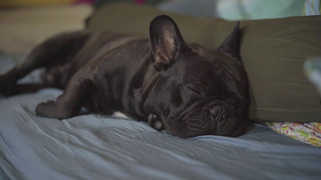 靠近黑色的法国斗牛犬睡在床上。视频素材