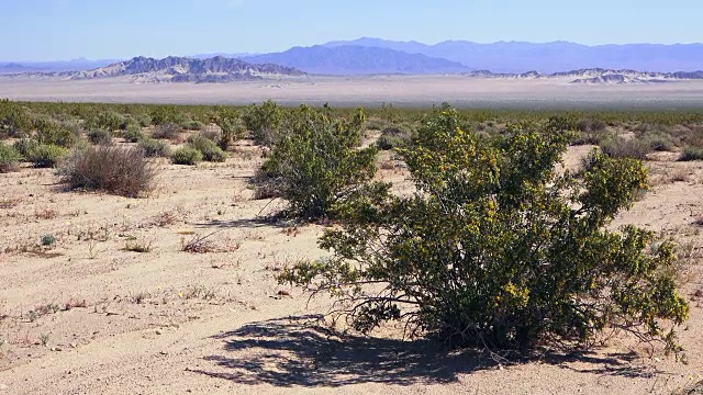 木馏油灌木，Larrea tridentata，约书亚树国家公园视频素材