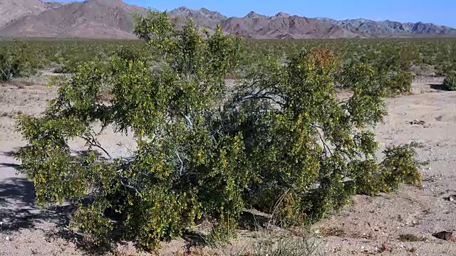 木馏油灌木，三齿Larrea tridentata，景观，约书亚树国家公园视频素材