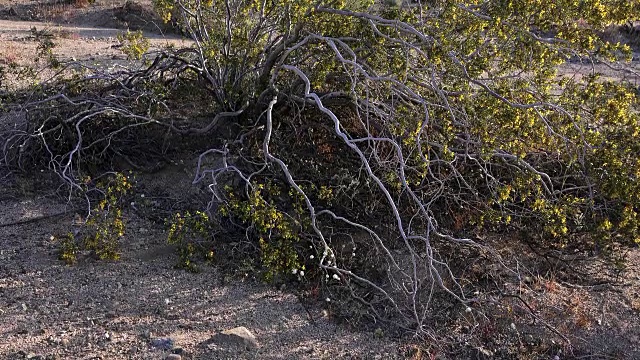 木馏油灌木，三齿Larrea tridentata，缩小，约书亚树国家公园视频素材