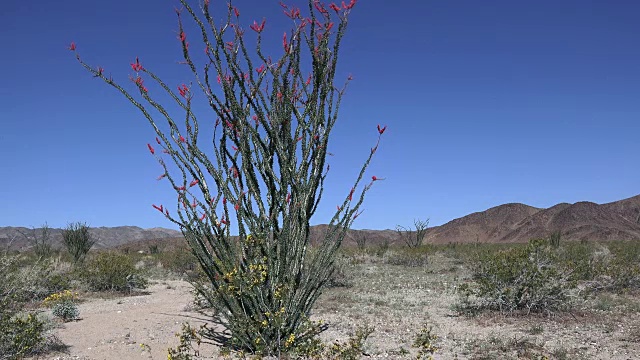 一串红，风景，约书亚树国家公园视频素材