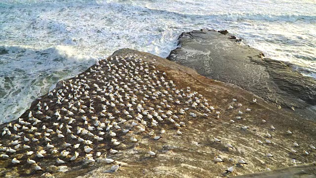 鸟瞰图塘鹅殖民地在Muriwai海滩，奥克兰，新西兰视频下载