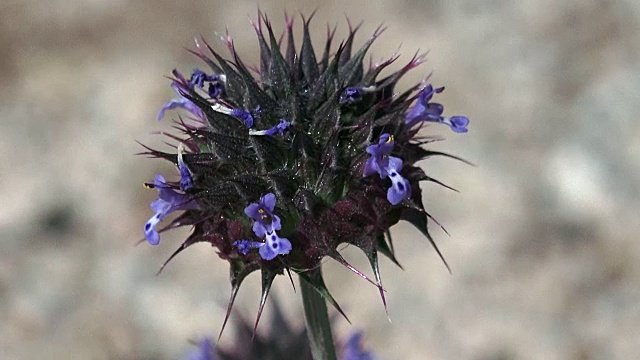 鼠尾草，鼠尾草，花近处，约书亚树国家公园视频素材