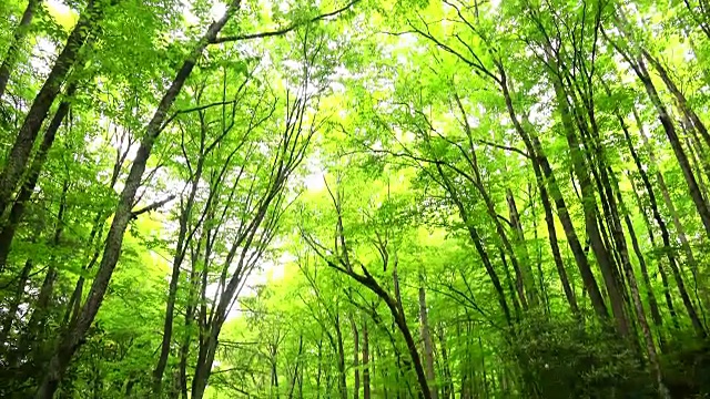 田纳西州大烟山国家公园郁郁葱葱的森林和小溪，包括音频视频素材