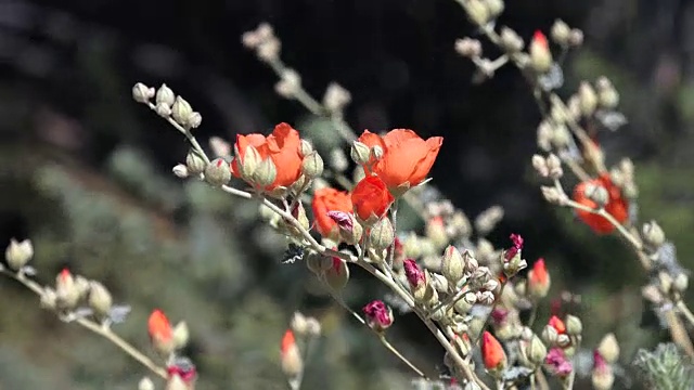 沙漠球花，空心球花，约书亚树国家公园视频素材