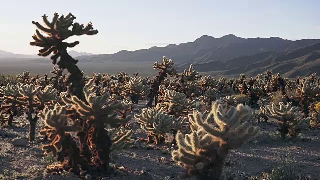 乔舒亚树国家公园的泰迪熊仙人掌花园视频素材