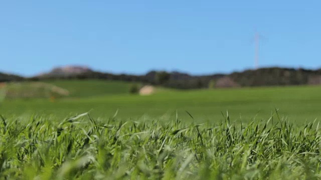 小麦锉的细节视频下载