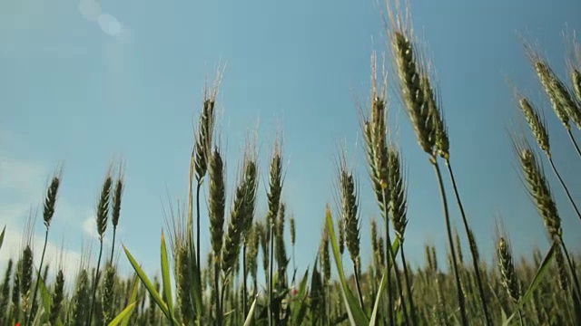 麦田的细节视频下载