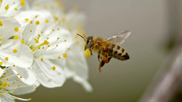 一只蜜蜂接近一朵白色的花，试图降落在花瓣上视频素材