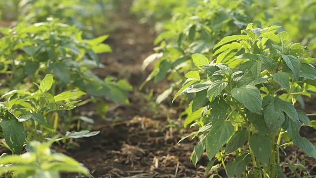 栽培芝麻视频下载