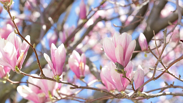 粉红色木兰树花超高清4K视频视频素材
