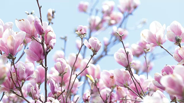 粉红色木兰树花超高清4K视频视频下载
