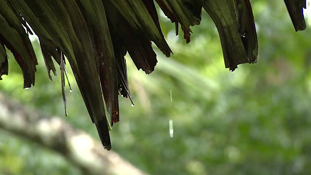 雨水从树叶上滴下来视频素材