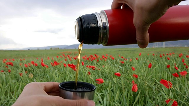 在郁金香花园里用保温瓶泡茶视频下载