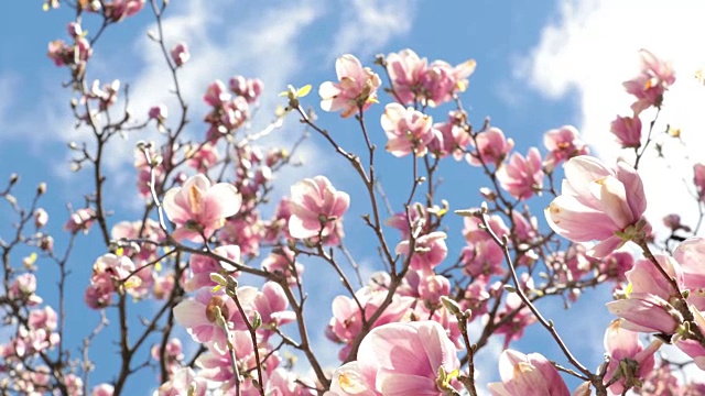 粉红色木兰树花超高清4K视频视频素材