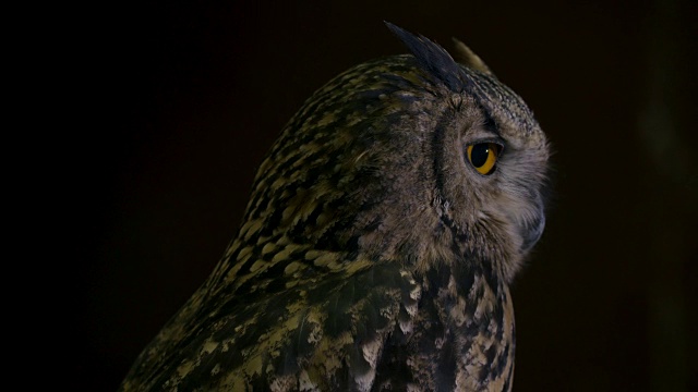 欧亚鸮(Bubo Bubo)视频素材