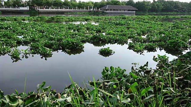 在泰国，水葫芦覆盖了一条河视频素材