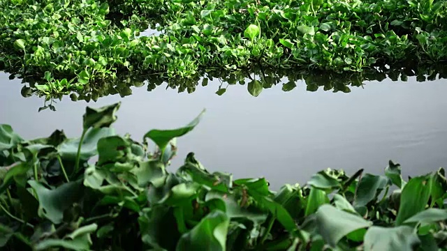 在泰国，水葫芦覆盖了一条河视频素材