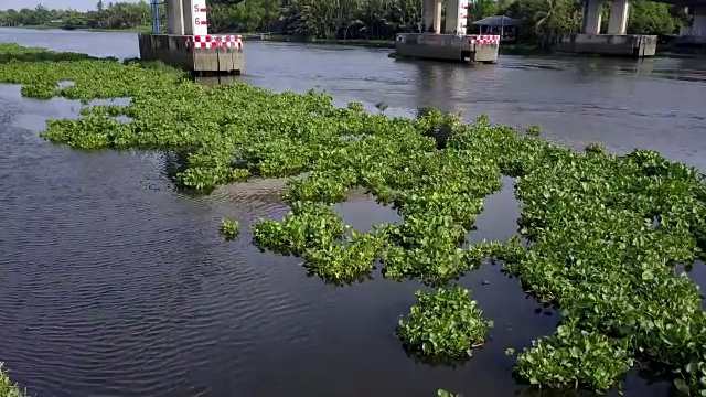 在泰国，水葫芦覆盖了一条河视频素材