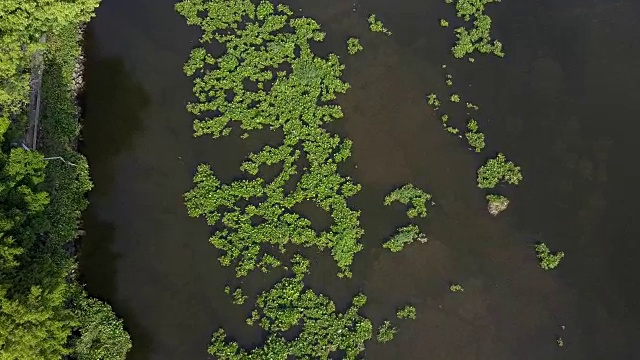 在泰国，水葫芦覆盖了一条河视频素材