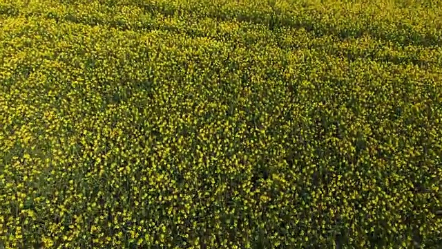 勃兰登堡的油菜地开花了视频下载