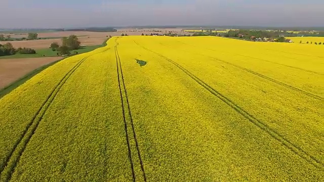 勃兰登堡的油菜地开花了视频下载