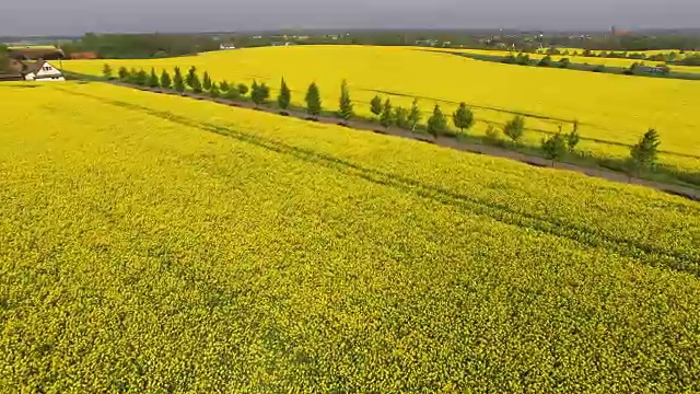 勃兰登堡的油菜地开花了视频下载