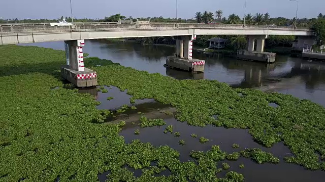 在泰国，水葫芦覆盖了一条河视频素材