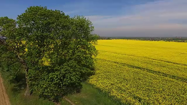 勃兰登堡的油菜地开花了视频下载