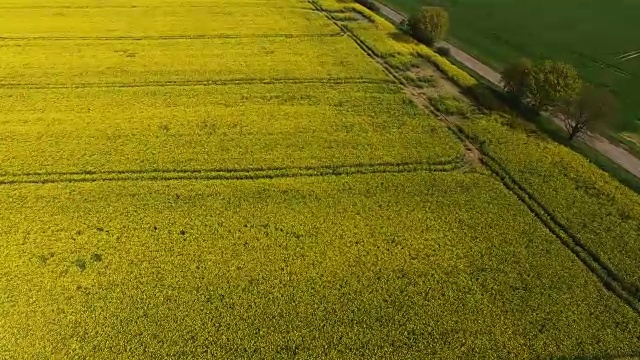 勃兰登堡的油菜地开花了视频下载