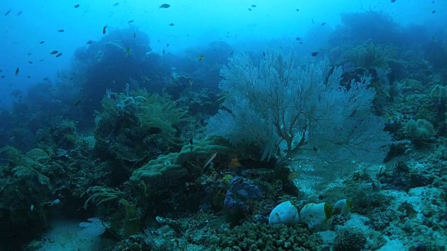 海底热带珊瑚礁视频素材