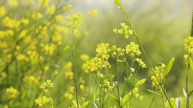 这是印度哈里亚纳邦农场里芥菜花的特写视频素材