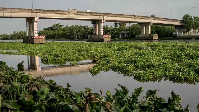 在泰国，水葫芦花覆盖了一条河视频素材