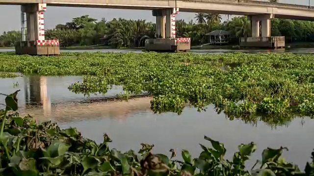 在泰国，水葫芦花覆盖了一条河视频素材