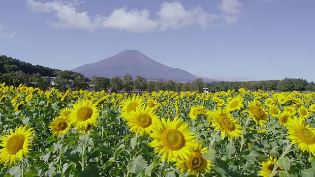 向日葵田后面的富士山视频素材